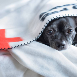 Emergency and Critical Care