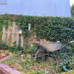 Yard Waste Removal