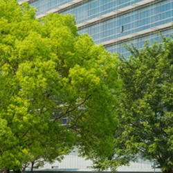 Tree Trimming and Removal