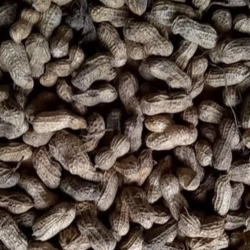 Full Season Runner Market Types