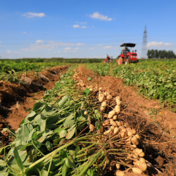 Virginia Market Types