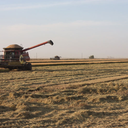 Organic Rice Straw