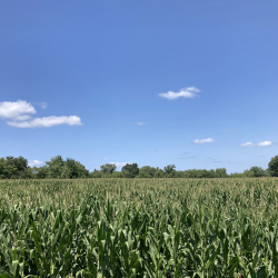 Farmland for Sale