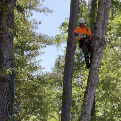 Tree Trimming and Removal