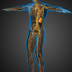 Assisted Lymphatic Therapy