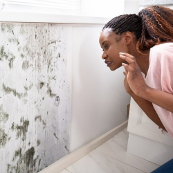 Mold Remediation & Removal