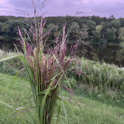 Lavender Farm