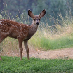 Wildlife
