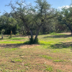Hunting Land Properties