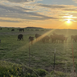 Ranches Properties