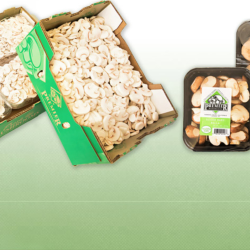 Specialty Mushrooms