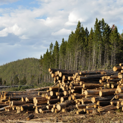 Forest Products Financing