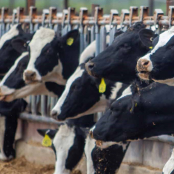 Agribusiness Loans