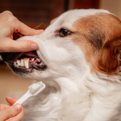 Teeth Cleaning and Oral Care