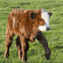 Farm Animals