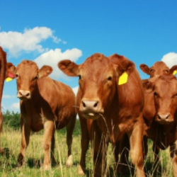 Liquid Cattle Feed Supplements
