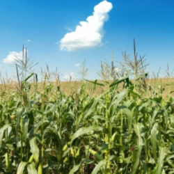 Foliar Grade Micronutrients