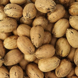 Fresh Pecans