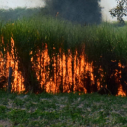 Crop Fire Insurance