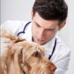 Pet