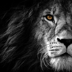 Biz Cost Cutting Consulting 