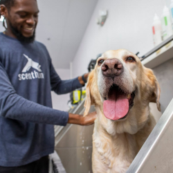 Bathing Your Dog