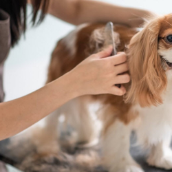 Dog Haircuts