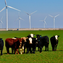 Country Cattle