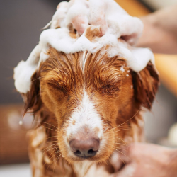 Dog Spa + Wash