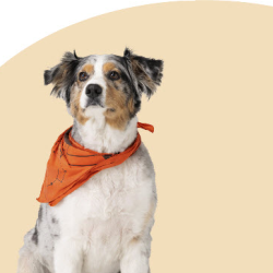 Pet Insurance