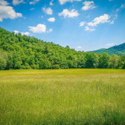 Environmental Stewardship