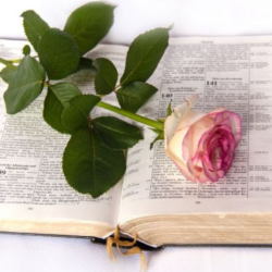 Ladies Bible Study