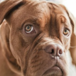 Support Local Animal Shelter