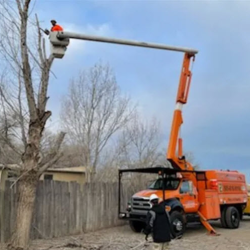 Emergency Tree Removal
