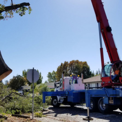 Tree Removal