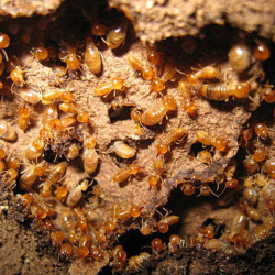 Termite Control