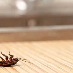 Insect Control