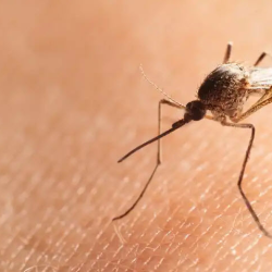 Mosquito Control