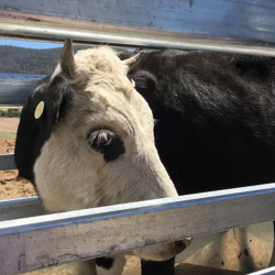 Livestock Handling Equipment Sales