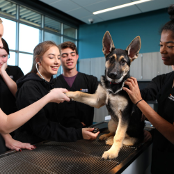 Scholarship Programs