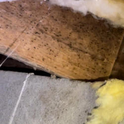 Mold Inspection