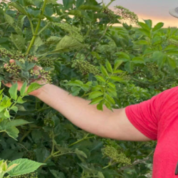 Sustainability Initiatives