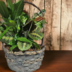 Unique Plants & Accessories