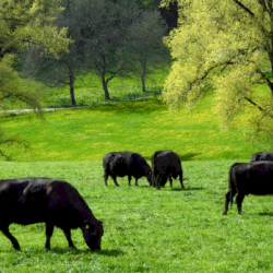 Range & Pasture