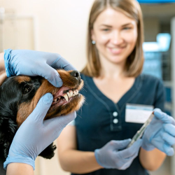 Dentistry