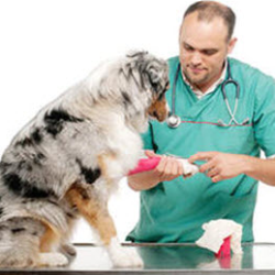 Vaccination