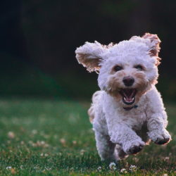 Dog Medications