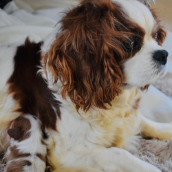 Dog Pregnancy