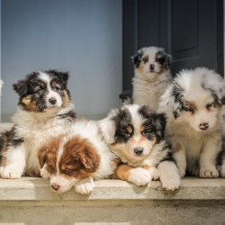 Dog Nutrition