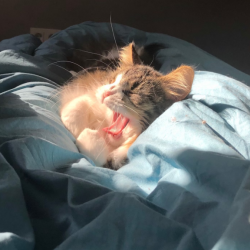Cat Surgery